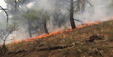 Ezine’de ormanlık alanda yangın: 1 hektar yandı